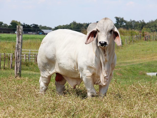 Ganado_Brahman (4)