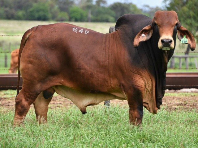 Ganado_Brahman (5)