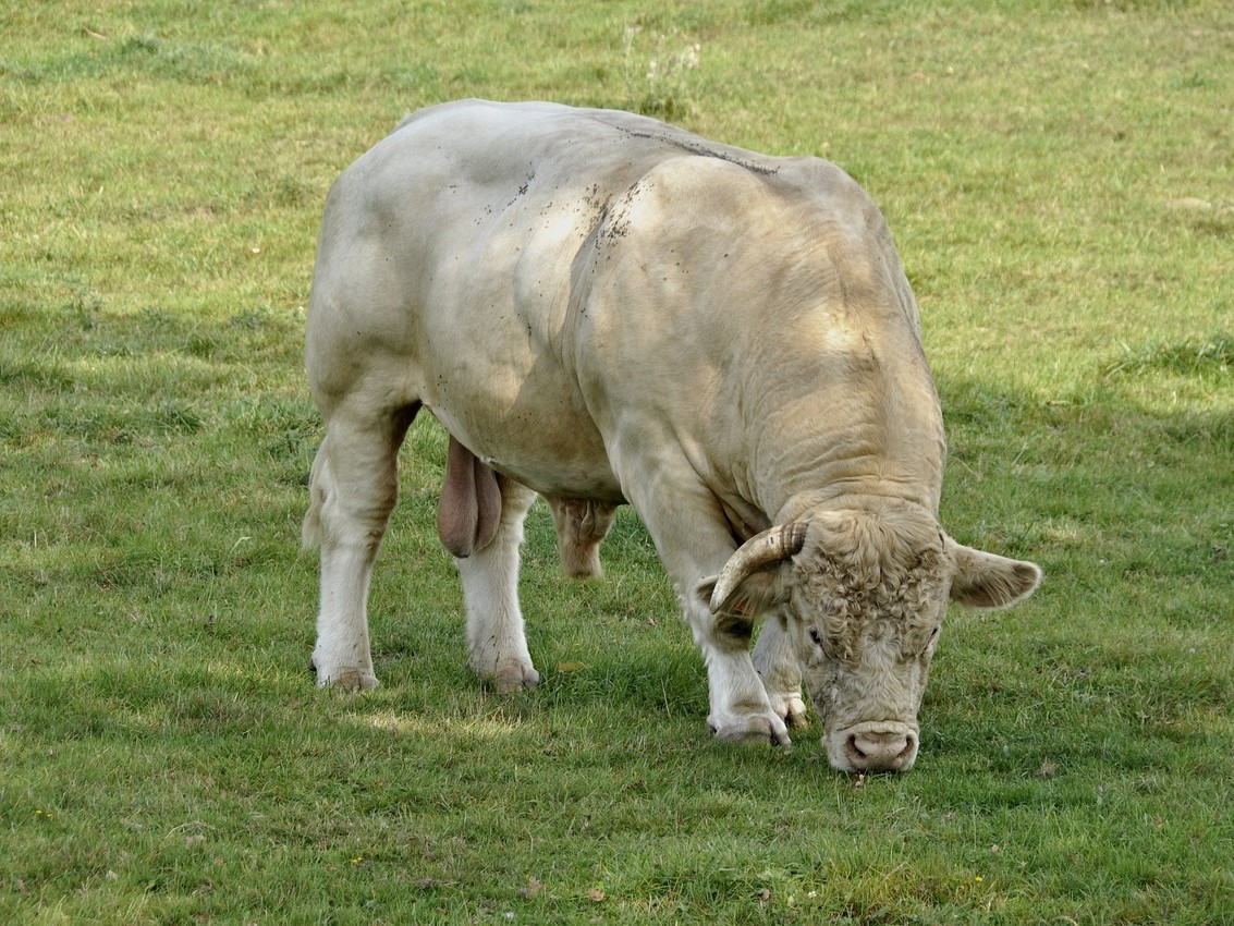 Ganado_Charolais (10)