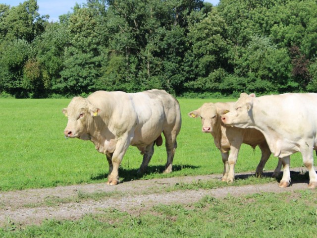 Ganado_Charolais (11)