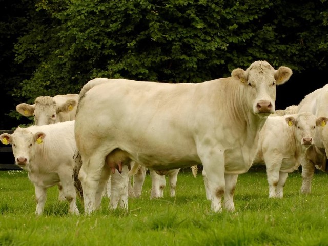 Ganado_Charolais (13)