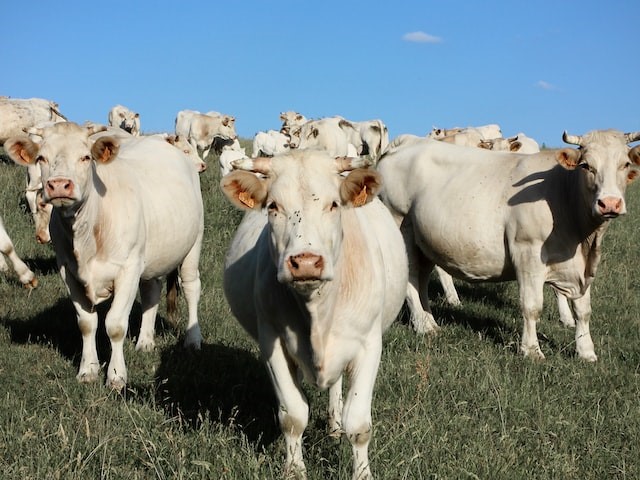 Ganado_Charolais (9)