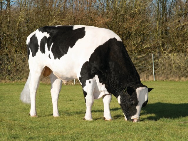 Ganado_Holstein (2)