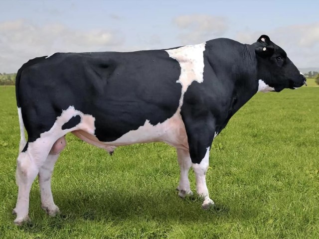 Ganado_Holstein (6)