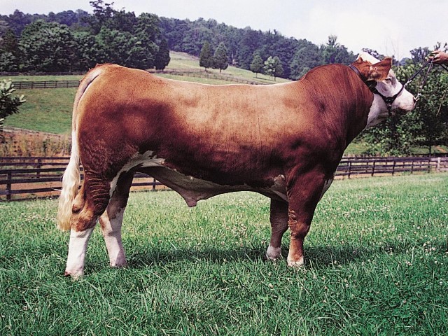 Ganado_Simmental (1)