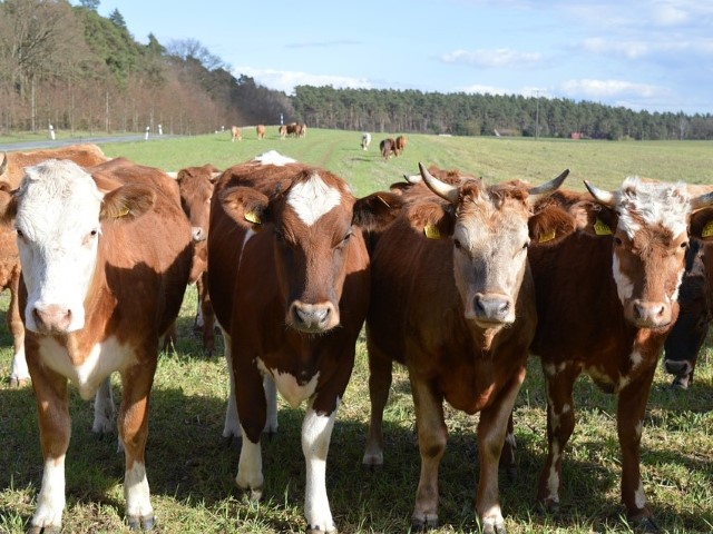 Ganado_Simmental (9)